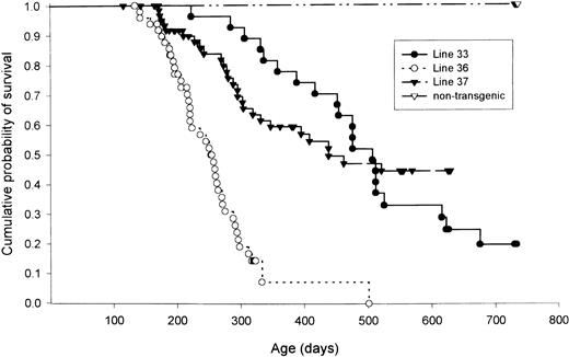 Fig. 5. Kaplan-Meyer plot of lymphoma-free survival from founder lines 33, 36, 37, and nontransgenic lettermates. Mice that developed temporal bone osteosarcomas were not included in this analysis. n = 117 mice for nontransgenic littermates, n = 25 for line 33, n = 44 for line 36, and n = 48 for line 37.