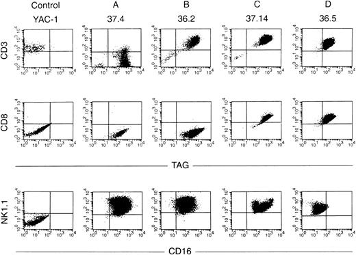 Fig. 8. Flow cytometric analyses of cell lines. Dual-color flow analysis was performed with an antibody directed against TAg versus CD3 or CD8 (top panels) or with an antibody directed against CD16 versus NK1.1 (bottom panel). Note that all four cell lines analyzed are TAg+ NK1.1+. Cell lines from group A are CD3− CD8−, those in group B are CD3+CD8−, those in groups C and D are CD3+ CD8+. Groups A, B, and C are CD16+, while the cells from group D are CD16−.