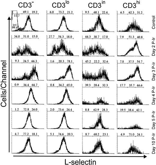 Fig. 6. L-selectin expression as a function of CD3 surface level in thymocytes obtained from control or irradiated mice. Numbers represent the percentages found for L-sel− (left region), L-selin (middle region), and L-selhi (right region) thymocytes. The area tagged with “irrl” shows the labeling of control thymocytes with an irrelevant antibody. Values were obtained with the labeling of pooled thymocytes from at least three animals per point.