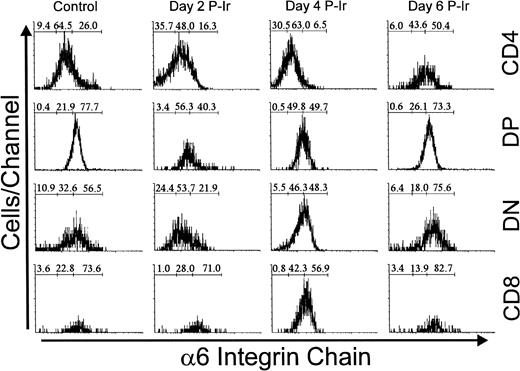 Fig. 13. Integrin 6 chain expression in CD4/CD8-defined thymocyte subsets in control or day 2, 4, and 6 P-Ir. Numbers represent the percentages found for 6− (left region), 6in (middle region), and 6hi (right region) thymocytes. Values were obtained with the labeling of pooled thymocytes from at least three animals per point. Note: in this typical experiment, fluorescence intensities exhibited by subpopulations should be compared only for each day because thymocyte labelings were done on different days. Labeling with irrelevant antibody were done each day (not shown) and defined the negative region (left region) in the histograms.