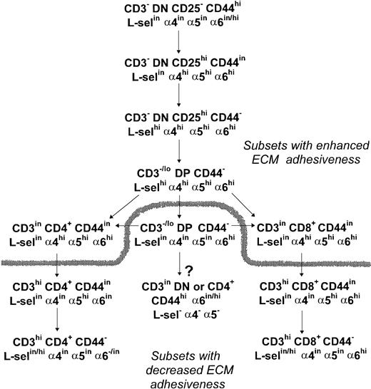 Fig. 17. Schematic representation of ECM receptor expression and adhesive function throughout thymocyte differentiation. A high expression of the ECM adhesion receptors, in special FN receptors, and an increased adhesiveness to TEC cells hallmarks the early steps of thymocyte differentiation. Recently generated DP thymocytes keep an upregulated expression of L-selectin, 4, and 5 integrin chains, while DP thymocytes emerging later during thymus reconstitution exhibit a downregulated profile of these ECM receptors. During SP cell maturation the 4 chain is downregulated before the 5 chain, and L-selectin is upregulated in a fraction of fully mature thymocytes, while a more marked downregulation of the 6 chain is observed in CD4+ cells than in CD8+ cells. The dashed line splits thymocyte subsets according to their high or low TEC adhesive capabilities. The arrow tagged with a question mark shows a CD3inCD45RC− subset that is enriched after irradiation and most likely represents IL-2Rβ+and/or NK1.1+ thymocytes of still undefined origin in C57Bl/6 mouse thymus, according to the literature.