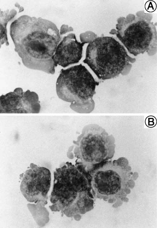 Fig. 1. May-Grünwald-Giemsa staining of SAS413 (A) and SAS527 (B).