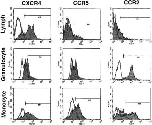 Fig. 2. FACS analysis of CXCR4, CCR5, and CCR2 on subpopulations of BMMNC. Total BMMNC were stained with anti-CXCR4, anti-CCR5, and anti-CCR2 antibodies as described and FACS analysis was performed on the gated populations as indicated in Fig 1A and D. R1, R2, and R3 represent the lymphocyte, granulocyte precursor, and monocyte gates, respectively. The isotype negative controls are overlaid (bold line), and M1 represents the positive populations. Data from at least 3 different donors were analyzed. The mean percentage of positive cells for each chemokine receptor plus or minus the standard deviation is summarized in Table 1. Histograms from a representative donor are presented.