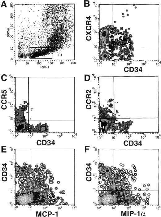 Fig. 3. FACS analysis of chemokine receptor expression on CD34+ cells using MoAbs or biotinylated ligands. BMMNC were costained with an FITC-conjugated MoAb to CD34 and MoAbs to CXCR4 (B), CCR5 (C), and CCR2 (D), followed by PE-conjugated antimouse IgG or streptavidin-PE as described. Alternatively, cells stained with PE-conjugated anti-CD34 MoAb were also costained with biotinylated MIP-1 (E) or MCP-1 (F), followed by avidin-FITC. The forward versus side-scatter characteristics of the gated population, R1, is shown (A). Negative gates were drawn according to the threshold seen with either the isotype-matched negative controls or in the case of the biotinylated ligands, after the addition of neutralizing antichemokine antibodies provided by the manufacturer (R&D Systems).