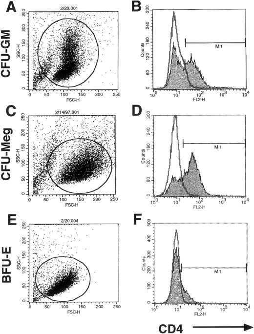 Fig. 5. Expression of CD4 on serum-free expanded hematopoietic progenitor-derived cells. CFU-GM (A and B), CFU-Meg (C and D), and BFU-E (E and F) progenitors were serum-free expanded from CD34+ BMMNC as described and FACS analyzed for CD4 antigen expression. Histograms (B, D, and F) represent the gated populations as indicated (A, C, and E). The isotype negative controls are overlaid (bold line), and M1 represents the positive populations. Data from at least 3 different donors were analyzed. The mean percentage of positive cells for each chemokine receptor plus or minus the standard deviation is summarized in the test. Histograms from a representative donor are presented.