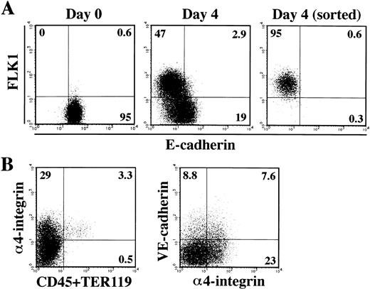 Fig. 1. Induction of differentiation of ES cells in vitro. (A) CCE ES cells were allowed to differentiate in a type IV collagen-coated dish for 4 days. Expression of FLK1 and E-cadherin on the CCE cells before (left panel, day 0) and after (middle panel, day 4) the induction was analyzed by flow cytometry. FLK1+E-cadherin− cells were sorted and reanalyzed (right panel). (B) The ES cell-derived FLK1+E-cadherin− cells were cultured in a gelatin-coated dish for 3 days. Expression of CD45, TER119, and 4-integrin on the total cells (left panel) and VE-cadherin and 4-integrin on the CD45− TER119− cells (right panel) was analyzed. The numbers indicate the percentage of cells that appeared in each quadrant. The result shown is a representative of more than five independent experiments.
