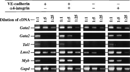 Fig. 6. Expression of mRNA of transcription factors in the VE-cadherin+ 4-integrin−, VE-cadherin+ 4-integrin+, VE-cadherin− 4-integrin−, and VE-cadherin− 4-integrin+ cells induced in vitro from ES cell-derived FLK1+ cells. These fractions were all CD45− TER119−. Different dilutions of cDNA prepared from sorted cells were subjected to PCR amplification specific for Gata1, Gata2, Tal1,Lmo2, Myb, and Gapd transcripts. PCR products were separated on 1% agarose gel stained with ethidium bromide. The result shown is a representative of two independent experiments.