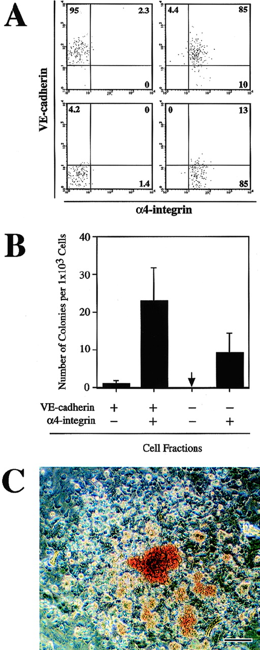 Fig. 3. Hematopoietic potential of the CD45−TER119− 4-integrin+ cells induced from ES cell-derived FLK1+ cells. FLK1+ cells sorted from differentiating CCE cells were cultured in a gelatin-coated dish for 3 days. Cultured cells were fractionated by FACS into VE-cadherin+ 4-integrin−, VE-cadherin+ 4-integrin+, VE-cadherin− 4-integrin−, and VE-cadherin− 4-integrin+ cells. CD45+ cells and TER119+ cells were excluded from the sorting gates. Sorted cells were cultured on OP9 stromal cell layer in the presence of IL-3, Epo, G-CSF, and MGF for 7 days. (A) Reanalyses of the sorted cells. A representative result of more than five independent experiments is shown. (B) Frequency of hematopoietic colony-forming cells in the indicated fractions. The arrow indicates that no colony-forming cell was detected. Error bars indicate standard deviations for four independent determinations. (C) Morphology of a hematopoietic cell colony formed in the culture of VE-cadherin+ 4-integrin+ cells. Hemoglobinized erythrocytes are observed. The bar represents 100 μm.