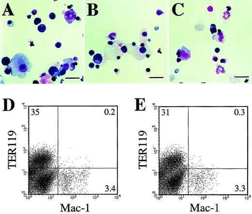 Fig. 4. Phenotype of hematopoietic cells differentiated from the VE-cadherin+ 4-integrin+ and VE-cadherin− 4-integrin+ cell fractions. The two fractions were sorted from differentiating CCE cells as shown in Fig 3A and cultured in a type IV collagen-coated dish in the presence of IL-3, Epo, G-CSF, and MGF for 7 days. (A through C) May-Gruenwald Giemsa staining of cytospots prepared from the cultured cells initiated from the VE-cadherin+4-integrin+ fraction. Erythroblasts (A), monocytes/macrophages (B), and polymorphonuclear cells (C) are observed. The bars represent 25 μm. (D and E) Expression of Mac-1 and TER119 on the cultured cells initiated from the VE-cadherin+ 4-integrin+ (D) and VE-cadherin− 4-integrin+ (E) cell fractions analyzed by flow cytometry. The numbers indicate the percentage of cells that appeared in each quadrant. The result shown is a representative of two independent experiments.