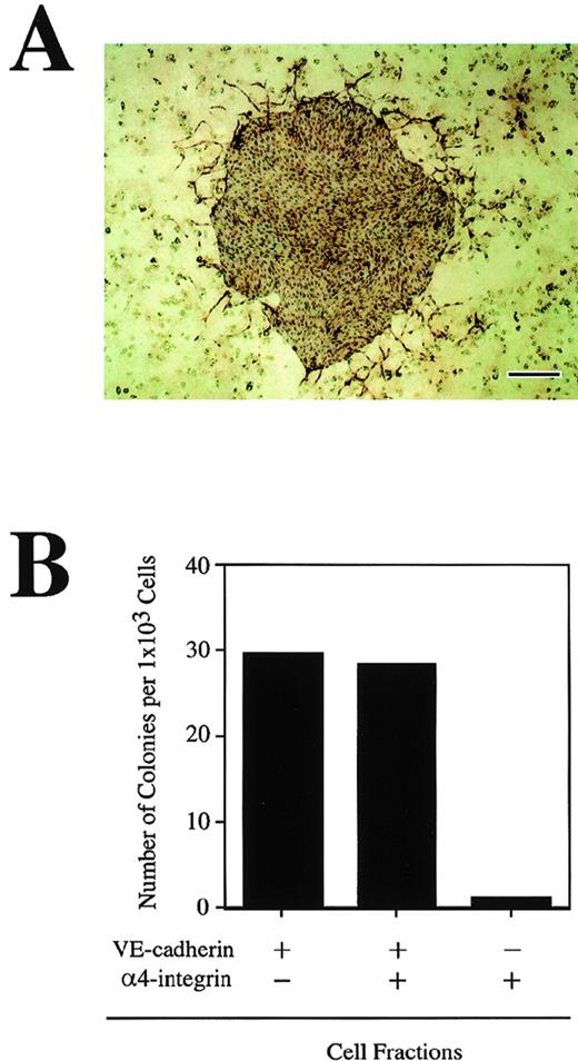 Fig. 5. Potential of CD45− TER119−VE-cadherin+ cells to form endothelial cell colonies. VE-cadherin+ 4-integrin−, VE-cadherin+ 4-integrin+, and VE-cadherin− 4-integrin+ cells were sorted from differentiating CCE cells as shown in Fig 3A and cultured on OP9 stromal cell layer for 2 weeks. The cultures were stained in situ with either anti-FLK1 or anti–VE-cadherin MoAbs. (A) Morphology of a FLK1+ endothelial cell colony formed in the culture of VE-cadherin+ 4-integrin+ cells. The bar represents 400 μm. (B) Frequency of cells capable of formation of endothelial cell colony in the indicated fractions. A representative result of three independent experiments is shown.