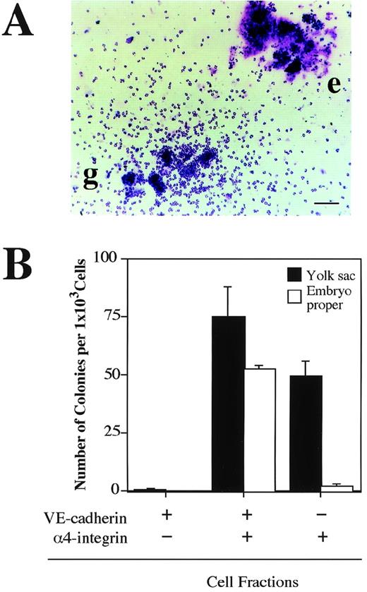 Fig. 8. Hematopoietic potential of VE-cadherin+4-integrin+ cells sorted from yolk sac and embryonic body proper of 9.5 dpc mouse embryo. The VE-cadherin+4-integrin−, VE-cadherin+4-integrin+, and VE-cadherin−4-integrin+ cells were sorted from yolk sac and embryo proper of 9.5 dpc mouse embryos as shown in Fig 7. CD45+and TER119+ cells were excluded from the sorting gates. Sorted cells were cultured for 7 days in a matrix gel containing type I collagen in the presence of IL-3, Epo, G-CSF, and MGF. Morphology of hematopoietic cell colonies were examined by May-Gruenwald Giemsa staining (A). Colonies consisted of granulocytes (g) and erythrocytes (e) are observed. The bar represents 100 μm. (B) Frequency of hematopoietic colony-forming cells in the indicated cell fractions derived from yolk sac and embryonic body proper. Error bars indicate standard deviations for three independent determinations.