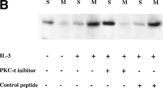 Fig. 2. Effect of PKC-ɛ inhibitory peptide on the growth of erythroid (BFU-E) and granulo-macrophagic (CFU-GM) colonies (A) and the translocation of PKC-ɛ to the membrane fraction (B). In (A), data are expressed as the means ± SD of three separate experiments performed in triplicate. A statistically significant (*P < .01) increase in the number of BFU-E was noticed in the presence of the PKC-ɛ inhibitory peptide. In (B), Western blot analysis of PKC-ɛ in the fractionated lysates of untreated and IL-3–treated 32D cells cultured in the presence or absence of PKC-ɛ inhibitory peptide or control peptide. S, soluble fractions. M, membrane fractions.