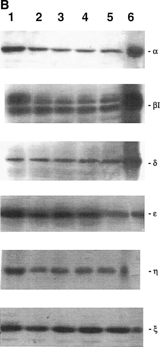 Fig. 3. Western blot analysis of PKC-, βΙ, δ, ɛ, η, and ζ isoforms in homogenates obtained from 32D (A), 32D GM1 (B), 32D G (C), and 32D Epo1 (D) cell lines. Cells were examined before (lane 1) and after 4 hours of serum-starvation (lanes 2 through 5) in the absence (lane 2) or presence of the specific growth factor that was readded for 15 (lane 3), 30 (lane 4), and 60 (lane 5) minutes. The positive control was represented by a rat brain homogenate (lane 6). A representative of five separate experiments is reported.