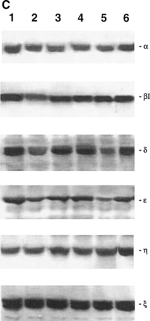 Fig. 3. Western blot analysis of PKC-, βΙ, δ, ɛ, η, and ζ isoforms in homogenates obtained from 32D (A), 32D GM1 (B), 32D G (C), and 32D Epo1 (D) cell lines. Cells were examined before (lane 1) and after 4 hours of serum-starvation (lanes 2 through 5) in the absence (lane 2) or presence of the specific growth factor that was readded for 15 (lane 3), 30 (lane 4), and 60 (lane 5) minutes. The positive control was represented by a rat brain homogenate (lane 6). A representative of five separate experiments is reported.