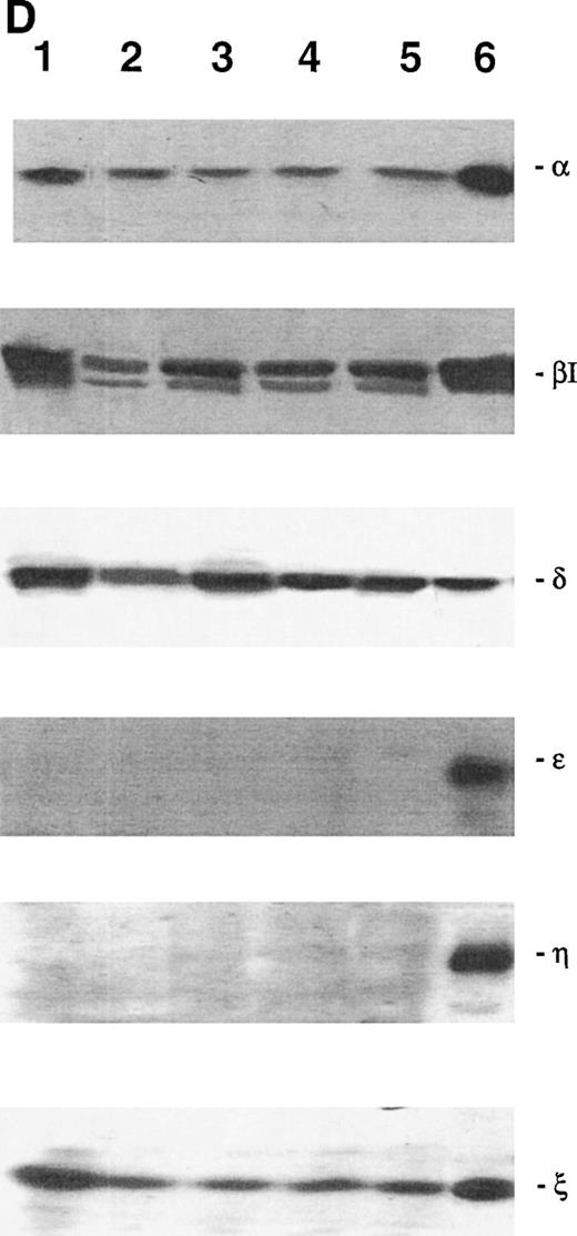 Fig. 3. Western blot analysis of PKC-, βΙ, δ, ɛ, η, and ζ isoforms in homogenates obtained from 32D (A), 32D GM1 (B), 32D G (C), and 32D Epo1 (D) cell lines. Cells were examined before (lane 1) and after 4 hours of serum-starvation (lanes 2 through 5) in the absence (lane 2) or presence of the specific growth factor that was readded for 15 (lane 3), 30 (lane 4), and 60 (lane 5) minutes. The positive control was represented by a rat brain homogenate (lane 6). A representative of five separate experiments is reported.