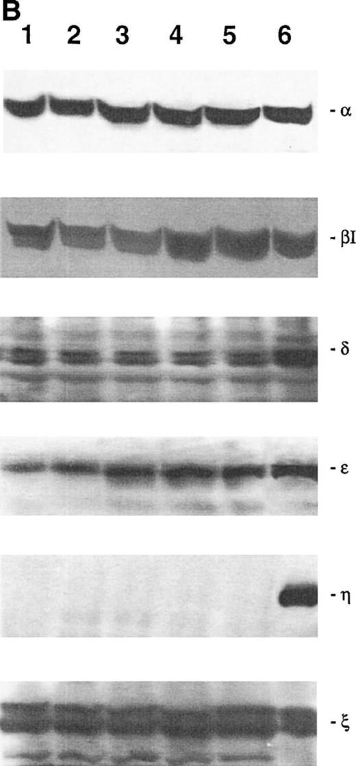 Fig. 6. Western blot analysis of PKC-, βΙ, δ, ɛ, η, and ζ isoforms in homogenates obtained from 32D Epo1.1 cells cultured in Epo (A) or IL-3 (B). Cells were examined before (lane 1) and after 4 hours of serum-starvation (lanes 2 through 5) in the absence (lane 2) or presence of the specific growth factor that was readded for 15 (lane 3), 30 (lane 4), and 60 (lane 5) minutes. The positive control was represented by a rat brain homogenate (lane 6). A representative of four separate experiments is reported.