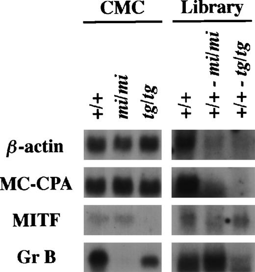 Fig. 1. Characterization of the subtracted cDNA library by Northern blot analysis. In the left panel, 5 μg of total RNA prepared from +/+, mi/mi, or tg/tg CMCs was loaded in each lane and fixed onto nylon membranes by capillary action. In the right panel, sense RNAs were synthesized by the T7 RNA polymerase reaction using the Not I-digested plasmid DNA of the +/+ CMC cDNA library, the (+/+-mi/mi) subtracted cDNA library, or the (+/+-tg/tg) subtracted cDNA library as a template. Two micrograms of synthesized RNA was loaded per lane and fixed onto nylon membranes. Probes were prepared from the cDNAs for β-actin, MC-CPA, MITF, or Gr B using the random hexamer labeling method.