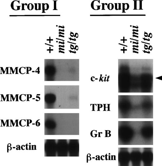 Fig. 3. Expression of the MMCP-4, MMCP-5, MMCP-6, Gr B, TPH, and c-kit genes in +/+, mi/mi, and tg/tg CMCs. Five micrograms of total RNA prepared from +/+, mi/mi,or tg/tg CMCs was loaded in each lane and fixed onto nylon membranes by capillary action. The membranes were hybridized with specific DNA probes. An arrowhead indicates the specific signal for c-kit. Reprobing with the β-actin probe allowed verification that an equal amount of mRNA was loaded per lane. With respect to the expression profiles, the six genes were divided into two groups (groups I and II).