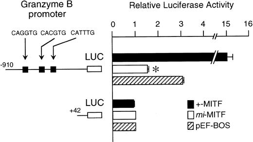 Fig. 4. The effect of coexpression of +-MITF or mi-MITF cDNA on the luciferase activity under the control of the Gr B gene promoter. Various forms of the reporter and effector constructs were introduced into P-815 cells by electroporation. Three solid squares represent CANNTG motifs between nt −910 and +42; ie, CAGATG (nt −563 to −558), CACGTG (nt −530 to −525), and CATTTG (nt −521 to −516) motifs. The bars represent the mean ± standard error (SE) of the relative luciferase activities obtained by three independent experiments: (▪) +-MITF; (□) mi-MITF; (▨) pEF-BOS. In some cases, the SE was too small to be shown by the bars. *P< .01 by t-test when compared with the luciferase activity, in which pEF-BOS containing no insert was cotransfected.