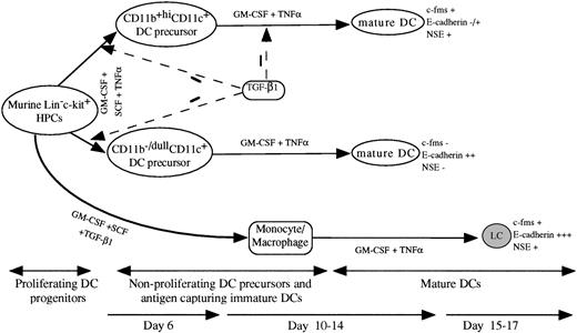 Fig. 11. A schematic DC differentiation model in vitro from Lin−c-kit+ HPCs and the regulating role of TGF-β1. HPCs develop into mature DCs through four stages: proliferating DC progenitor cells, nonproliferating DC precursors, antigen capturing immature DCs, and mature DCs. The cytokine combination of GM-CSF + SCF + TNF can induce the generation of mature DCs from murine Lin−c-kit+ HPCs through two unrelated differentiation pathways: CD11b−/dullCD11c+ and CD11b+hiCD11c+ DC precursors that can be clearly identified at day 6 of culture. In response to GM-CSF + TNF, both the DC precursor subsets can independently differentiate at day 10 to 14 into mature DCs with distinct phenotype based on the expression of c-fms mRNA, NSE activity, and E-cadherin. TGF-β1 significantly inhibited the generation of CD11b−/dullCD11c+ and CD11b+hiCD11c+ DC precursors from GM-CSF + SCF + TNF-stimulated Lin−c-kit+HPCs at day 6 of culture. TGF-β1 could also suppress DC maturation from CD11b+hiCD11c+, but not CD11b−/dullCD11c+ DC precursors at day 12 to 14. In collaboration with GM-CSF + SCF, TGF-β1 induced Lin−c-kit+ HPCs to differentiate solely into monocytes/macrophages. These cells could further differentiate at day 15 to 17 of culture into LC-like DCs expressing high levels of E-caderin, abundant c-fms, and NSE activity, which obviously differs from CD11b−/dullCD11c+ and CD11b+hiCD11c+ DC precursor-derived mature DC subsets.