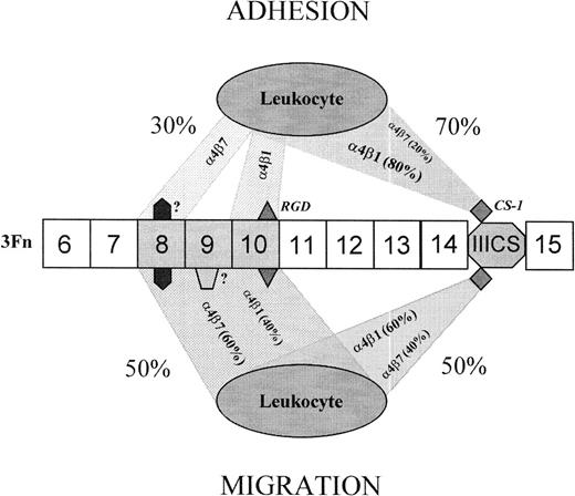 Fig. 8. Suggested model for the relative contributions of the cooperating 4β1 and 4β7 integrins and their cognate binding sites in the process of cell adhesion and migration on fibronectin. Both receptors interchangeably recognize at least 4 different binding sites residing within the central cell-binding and IIICS alternative spliced domains and acting in concert. Within the former, three 3Fn modules are the ones primarily implicated, ie, 3Fn8-10. Each of these modules embodies at least one binding site, which is differentially recognized by the integrins during the process of leukocyte adhesion and chemotactic migration. The RGD site is the active one of 3Fn10, whereas the synergistic sites residing within 3Fn8/3Fn9 remain unidentified. The CS-1 site seems to be the only active one of the IIICS domain. Both the relative contributions of the two domains and of the integrin receptors recognizing the corresponding sites within these domains differ in the processes of adhesion and migration. In the case of cell adhesion, 4β7 shows a bias towards the putative novel synergistic site within 3Fn8, whereas 4β1 preferentially binds to the RGD site of 3Fn10.