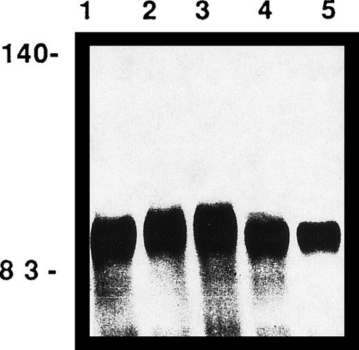 Fig. 4. SnRg produced in COS-7 cells is sialylated. SnRg was precipitated with protein A-sepharose (PAS) beads and subjected to mock (lane 2), NANaseI (lane 1), Vibrio Cholerae sialidase (lane 4),Arthrobacter Ureafaciens sialidase (lane 5) digestions, or mild periodate oxidation (lane 3). Treated and nontreated SnRg (10 mg/lane) were subjected to 7% SDS-PAGE and protein detected by silver nitrate staining. Molecular mass markers (in kD) are shown.