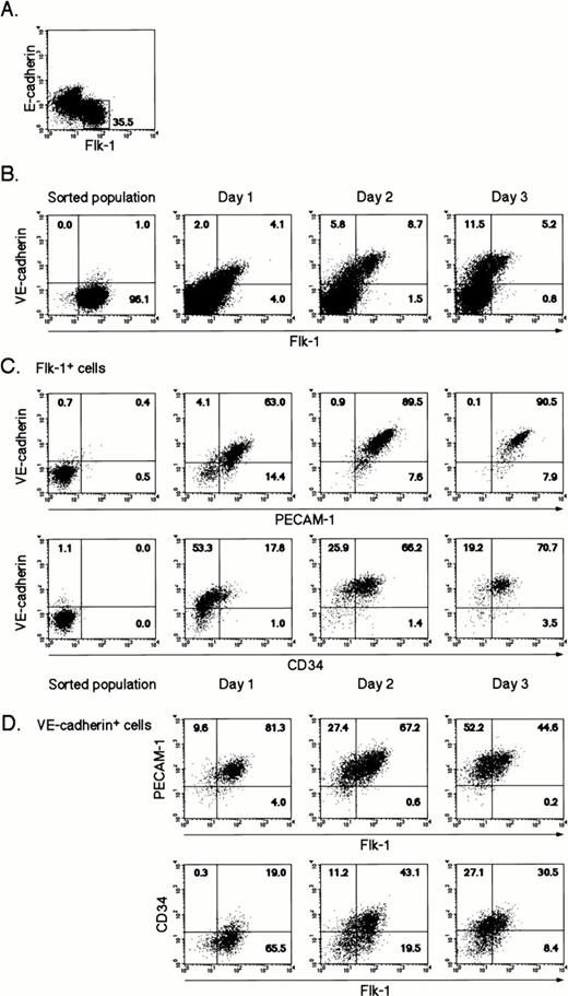 Fig. 1. Flow cytometric analysis of the differentiation of ES cells into EC lineage. (A) CCE ES cells were cultured on type IV collagen-coated dishes in the absence of leukemia inhibitory factor. After 4 days for ES cell differentiation, Flk-1+E-cadherin− cells were sorted and recultured under the same conditions. (B) The expression of Flk-1 and VE-cadherin on sorted Flk-1+ cells during 3 days in culture. (C) The expression of VE-cadherin and PECAM-1 or CD34 on the Flk-1+population during 3 days in culture. (D) The expression of Flk-1 and PECAM-1 or CD34 on the VE-cadherin+ population during 3 days in culture.