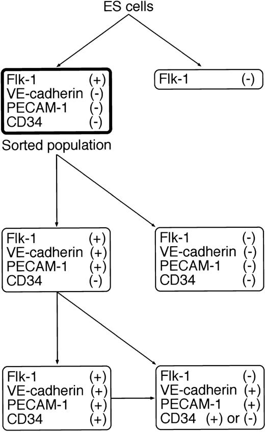 Fig. 2. Schematic representation of the differentiation pathway from ES cells into EC lineage on type IV collagen-coated dishes. The sorted population in the bold box was used as EC progenitors in this study.