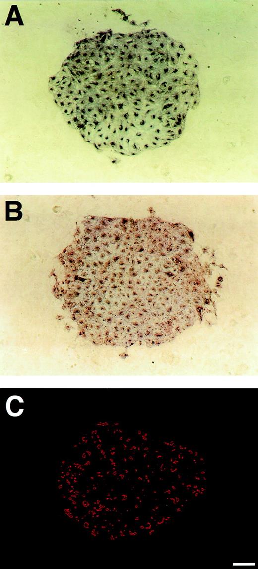 Fig. 4. A sheet-like cluster of ECs generated from Flk-1+ cells cultured on OP9 feeder layer. Sorted Flk-1+ cells were cultured at low cell density on OP9 feeder layer in the absence of exogenous factors. After 3 days of culture, immunostaining with MoAb for Flk-1 (A) or VE-cadherin (B) was performed as described in Materials and Methods. As compared with the diffuse distribution of Flk-1 over the cell surface, VE-cadherin was concentrated at cell-cell junctions. (C) Uptake of DiI-Ac-LDL was observed by fluorescent microscopy using a rhodamine filter. Virtually all cells in this cluster showed uptake of DiI-Ac-LDL. Scale bar = 100 μm.