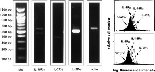 Fig. 1. RT-PCR analysis and flow cytometry profile of the expression of IL-15R, IL-2Rβ, and the γc by AM. The figure shows a representative healthy subject (subject #4) but a consistent pattern of expression was observed in six consecutively examined normal subjects. 94% of BAL cells of subject #4 were alveolar macrophages and 7% lymphocytes, as determined by morphological evaluation; the CD4/CD8 ratio was 1.9. AM were enriched as reported in the Materials and Methods section. AM bore high levels of IL-15R and γc whereas a faint expression of IL-2Rβ is detectable.