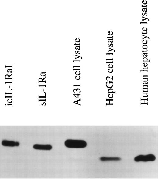 Fig. 2. IL-1Ra size isoforms in the lysates of HepG2 cells, human primary hepatocytes, and the human keratinocyte cell line A431. Twenty micrograms of lysate proteins from HepG2 cells and human primary hepatocytes stimulated by IL-1β and IL-4 and from unstimulated A431 cells were electrophoresed on a 17.5% polyacrylamide gel, followed by electroblotting onto a PVDF membrane. Western blot analysis was performed using a mouse monoclonal antibody against human IL-1Ra that recognized all the described isoforms. Lane 1, recombinant icIL-1RaI; lane 2, recombinant sIL-1Ra; lane 3, A431 lysate; lane 4, HepG2 lysate; lane 5, human primary hepatocyte lysate.