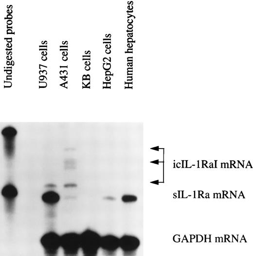 Fig. 3. IL-1Ra mRNA isoforms. Total RNA from HepG2 cells and human primary hepatocytes stimulated with IL-1β and IL-4, from human keratinocyte cell lines A431 and KB, and from the U937 human monocytic cell line cultured with PMA and LPS were examined by RNase protection assay using a riboprobe that recognized the different IL-1Ra mRNA isoforms. Ten micrograms of total RNA were hybridized simultaneously with 32P-labeled riboprobes complementary to IL-1Ra and GAPDH mRNA, then digested with RNase A and RNase T1 (see Materials and Methods). The protected fragments were analyzed in a 6% denaturing polyacrylamide gel. Lane 1, undigested probes; lane 2, U937 cells; lane 3, A431 cells; lane 4, KB cells; lane 5, HepG2 cells; lane 6, human primary hepatocytes.
