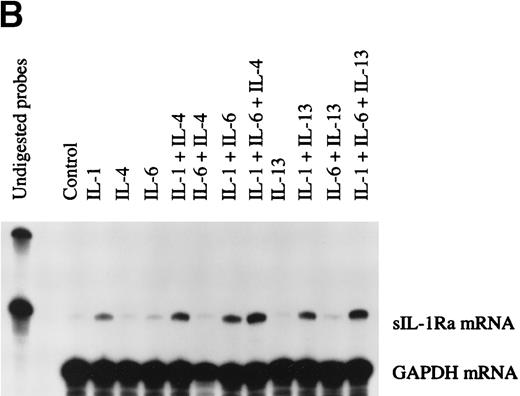 Fig. 4. Determination of IL-1Ra mRNA levels in HepG2 cells and in human primary hepatocytes by RNase protection assay. HepG2 cells were cultured in the absence (control) or presence of IL-1β , IL-6, and a combination of IL-1β and IL-6 both without (□) and with the addition of 10 ng/mL IL-4 (▩) or 10 ng/mL IL-13 (▩) for 16 hours (A). Ten micrograms of total RNA from the HepG2 cells were hybridized simultaneously with 32P-labeled riboprobes complementary to IL-1Ra and GAPDH mRNA, then digested with RNase A and RNase T1. The protected fragments were analyzed in a 6% denaturing polyacrylamide gel. The intensity of the protected RNA fragments was analyzed by phosphorImager. The results represent IL-1Ra/GAPDH ratio × 103. Values represent the mean ± SEM of three experiments. *P < .05 in comparison with cells cultured in the absence of IL-4 or IL-13. Human primary hepatocytes were cultured in the absence (control) or presence of IL-1β, IL-6, and a combination of IL-1β and IL-6, both without and with the addition of 10 ng/mL IL-4 or 10 ng/mL IL-13 for 16 hours (B). Ten micrograms of total RNA from the hepatocytes were examined by RNase protection assay as described above. These results are representative of three different experiments.