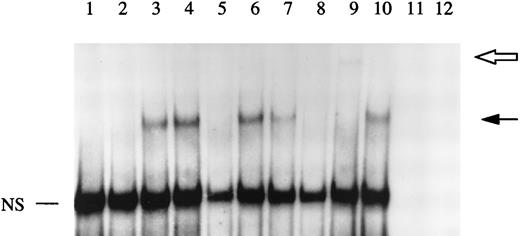 Fig. 6. EMSA of STAT6 binding activity. The DNA binding activity of nuclear extracts from HepG2 cells cultured in the presence or absence of IL-1β and/or IL-4 for 30 minutes were examined using a 32P-labeled oligonucleotide from the sIL-1Ra promoter region containing the recently characterized STAT6 binding element (SBE1). Competition studies were performed with nuclear extracts from HepG2 cells stimulated with IL-4 (see Materials and Methods). Lane 1, unstimulated; lane 2, IL-1β; lane 3, IL-4; lane 4, IL-1β and IL-4; lane 5, competition with the cold probe; lane 6, competition with the cold probe mutated in the potential STAT6 binding site; lane 7, competition with the cold oligonucleotide containing another potential STAT6 binding site within the sIL-1Ra promoter (SBE2); lane 8, competition with the cold oligonucleotide containing the STAT6 consensus element; lane 9, preincubation of nuclear extracts with antibodies against STAT6 before the addition of the32P-labeled SBE1 probe; lane 10, preincubation of nuclear extracts with control IgG. Lanes 11 and 12 contain the SBE1 probe and the antibodies against STAT6 or control IgG, respectively, without nuclear extracts. The dark arrow shows the STAT6-DNA complex. The open arrow represents the supershifted complex. NS = nonspecific protein-DNA binding. These results are representative of three different experiments.