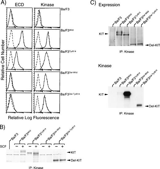 Fig. 2. Constitutive tyrosine phosphorylation and activation of KITDel-Tyr814, but not of KITDel-Wild. (A) Flow cytometric analysis on the expression of KIT. To detect the expression of KIT on the cell surface, cells were incubated with either ACK2 MoAb (ECD) (—) or negative control antibody (---). To detect the whole expression of KIT, cells were fixed with methanol-aceton (1:1) and then incubated with either rabbit anti-KITKinaseserum (Kinase) (—) or negative control antibody (---). (B) Constitutive tyrosine phosphorylation of KITDel-Tyr814. The state of tyrosine phosphorylation of KIT before and after stimulation with rmSCF was examined by immunoblotting using antiphosphotyrosine MoAb. The mobilities of KIT and deletion type of KIT are indicated at right. Three independent experiments were performed with comparable results. (C) Constitutive activation of KITDel-Tyr814. KIT was immunoprecipitated from cell lysates without rmSCF stimulation using anti-KITKinase serum. The immunoprecipitated KIT was examined by immunoblotting using rabbit Ab-1 (upper panel) and was subjected to immune complex kinase assay (lower panel). Three independent experiments were performed with comparable results.
