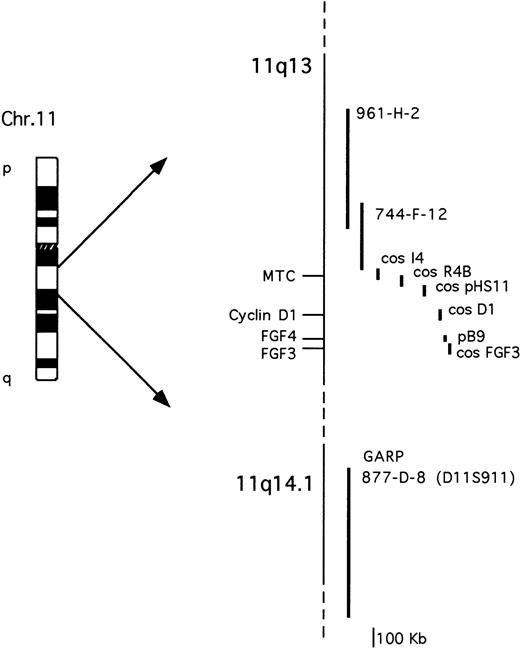 Fig. 1. Schematic representation of the chromosome 11q13-11q14.1 probes used for the molecular and FISH analyses. See Materials and Methods for further details.