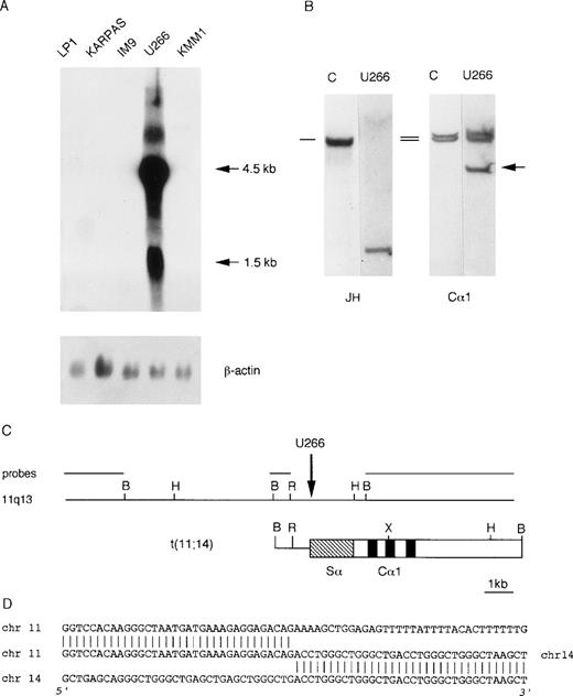 Fig. 3. Molecular analysis of the U266 MM cell line. (A) Northern blot analysis of human MM cell lines showing cyclin D1 overexpression in U266. The length of the cyclin D1 transcripts is shown in kb. β-actin hybridization is shown for loading quantification. (B) Southern blot analysis of the IGH locus in the U266 cell line. The DNA was digested with BamHI restriction enzyme, and the nylon filter was subsequently hybridized with the probes specified below. The germ-line bands are indicated by dashes. The arrow indicates the cloned “illegitimate” IGHrearranged fragment. (C) Molecular cloning of the chromosomal breakpoint in the U266 cell line. The breakpoint and the respective 11q13 germ-line region are shown; the probes used for Southern and Northern blot analyses are shown in the diagram. The vertical arrow indicates the breakpoint position. Chromosome 14 is represented by open boxes with black or stippled boxes showing different IGHregions and chromosome 11 is represented as a solid line. Restriction enzyme symbols: B, BamHI; R, EcoRI; H,HindIII; X, XhoI. (D) The nucleotide sequence of the breakpoint region and its alignment with 14q32 and 11q13 germ-line sequences are shown.