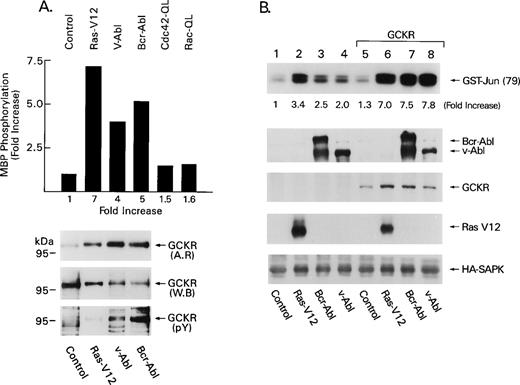 Fig. 1. GCKR is a downstream target of Bcr-Abl and v-Abl. (A) Bcr-Abl, v-Abl, and Ras-V12 activate GCKR kinase activity. HA-GCKR immunoprecipitates from 1 × 106 HEK 293T cells transfected with control vector (2 μg), Bcr-Abl (2 μg), v-Abl (2 μg), Ras-V12 (2 μg), Cdc42-QL (2 μg), or Rac-QL (2 μg) in the presence of HA-GCKR (1 μg) were assayed for kinase activity using myelin basic protein (MBP) as a substrate. The amount of 32P incorporated into MBP was determined by excising the appropriate band and scintillation counting (results shown in bar graph) and the fold increases compared with control transfections. A portion of the gel was transferred to nitrocellulose and autoradiographed (AR). The same blot was reacted with an anti-HA MoAb (WB), stripped, and then with an antiphosphotyrosine MoAb (pY). Immunoreactivity was detected by enhanced chemiluminescence (ECL). Experiments were performed three times with similar results. (B) Overexpression of GCKR augments the induction of SAPK activity triggered by Bcr-Abl, v-Abl, or Ras-V12. HA-SAPK immunoprecipitates from 1 × 106 HEK 293T cells transfected with Bcr-Abl (2 μg), v-Abl (2 μg), Ras-V12 (2 μg) in the presence of pCR3-GCKR (1 μg) or a control vector (1 μg) along with HA-SAPK (1 μg) were assayed for kinase activity using GST-Jun (79) as a substrate. Bcr-Abl, v-Abl, GCKR, and Ras levels were assessed by immunoblotting (second, third, and fourth panels). The GCKR immunoblot was performed with the GCKR-specific antiserum. HA immunoblotting verified equivalent levels of HA-SAPK (bottom panel). These experiments were performed three times with similar results.