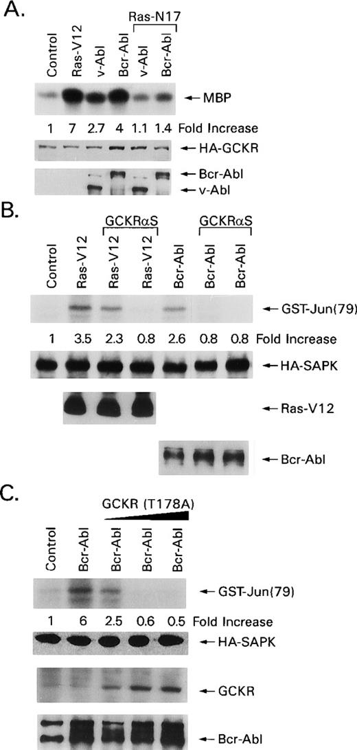 Fig. 2. Bcr-Abl–induced GCKR activation requires Ras and Bcr-Abl–triggered SAPK activation requires GCKR. (A) A dominant negative Ras inhibits Bcr-Abl–induced GCKR activation. HEK 293T cells (1 × 106) were transfected with HA-GCKR (1 μg) and Ras-V12 (2 μg), v-Abl (4 μg), or Bcr-Abl a (4 μg). The v-Abl and Bcr-Abl transfections were performed in the presence of a control vector (4 μg) or Ras-N17 (4 μg), indicated by bracket. HA-GCKR immunoprecipitates were assayed by an in vitro kinase assay. HA-GCKR and Abl immunoblotting were performed by ECL. These experiments were performed two times with similar results. (B) GCKR antisense expression impairs Ras- and Bcr-Abl–induced SAPK activation. HA-SAPK immunoprecipitates from HEK 293T cells (1 × 106) transfected with Bcr-Abl (4 μg) or Ras-V12 (2 μg) in the presence of pCRIII-GCKR-AS (4 or 8 μg) and HA-SAPK (1 μg) were assayed for kinase activity. A HA-immunoblot verified equivalent levels of HA-SAPK. Ras and Bcr-Abl levels were verified by immunoblotting. Data are reported as increase in SAPK activity compared with basal levels in control transfections. These experiments were performed four times with similar results. (C) A GCKR mutant impairs Bcr-Abl–induced SAPK activation. HA-SAPK immunoprecipitates from HEK 293 cells (1 × 106) transfected with Bcr-Abl (4 μg) and HA-SAPK (1 μg) in the presence or absence of GCKR-T178A (2, 4, or 6 μg) were assessed for kinase activity. Data are reported as in part B. A HA-immunoblot verified equivalent levels of HA-SAPK. Bcr-Abl levels are shown. GCKR (endogenous and the transfected mutant) were detected by immunoblotting with the GCKR-specific antiserum. This experiment was performed twice with similar results.