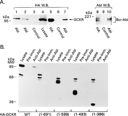 Fig. 3. GCKR and Bcr-Abl associate in vivo. (A) GCKR and Bcr-Abl coimmunoprecipitate. HEK 293T cells were transfected with constructs expressing HA-GCKR and either Bcr-Abl (lanes 1, 3 to 10), or v-Abl (lane 2). Cell lysates (2 × 106 cells) prepared using a digitonin lysis (lanes 1 to 4) or a Triton X-100 lysis buffer (lanes 5 to 10) were immunoprecipitated with anti-HA, anti-Abl, or a control antibody as indicated underneath. The immunoprecipitates or cell lysates were analyzed by immunoblotting with anti-HA (lanes 1 to 7) or anti-Abl (lanes 8 to 10) antibodies. The signal was detected by ECL. (B) Mapping of the region in GCKR required for interaction with Bcr-Abl. Lysates from HEK 293T cells (2 × 106) transfected with constructs expressing HA-tagged GCKR deletion constructs along with Bcr-Abl were immunoprecipitated with anti-Abl or control antibody. The immunoprecipitates and lysates were analyzed by immunoblotting with an anti-HA antibody. The signal was detected by ECL. A nonspecific doublet in the range of 65 kD is present in each of the lysates. The GCKR truncation mutants migrated with their expected molecular masses and were visualized in the cell lysates.
