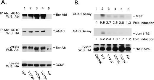 Fig. 5. Analysis of the effects of p185 Bcr-Abl point mutations on GCKR. (A) Effect of p185 Bcr-Abl point mutants on the immunoprecipitation of GCKR by a phosphotyrosine MoAb. p185 Bcr-Abl wild-type and mutant protein expression vectors (4 μg each) were transfected into HEK 293T cells (2 × 106) along with the HA-GCKR expression vector (2 μg). The presence of p185 Bcr-Abl, p185 Bcr-Abl mutant proteins, and HA-GCKR in antiphosphotyrosine immunoprecipitates (MoAb 4G10) was assessed by immunoblotting with either anti-Abl or anti-HA. The levels of the p185 Bcr-Abl point mutants and HA-GCKR in the cell lysates were also assessed. (B) Effect of p185 Bcr-Abl point mutants on GCKR and SAPK activity. The GCKR and SAPK in vitro kinase assays were performed similar to Fig 1. The fold inductions relative to GCKR alone (control) are shown and were assessed by scanning the autoradiographs and quantified using NIH Image. Immunoblotting showed similar levels of HA-GCKR. The kinase assays were performed five times with similar results.