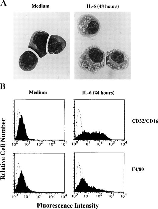 Fig. 3. IL-6–induced macrophage-differentiation of 1A9-M cells. (A) 1A9-M cells were cultured with (right panel) or without (left panel) 20 ng/mL IL-6 for 48 hours. The cells were prepared by cytospin, stained by May-Grunwald-Giemsa, and photographed at 1,000× magnification. (B) 1A9-M cells were cultured with or without 20 ng/mL IL-6 for 24 hours. Surface expression of CD32/CD16 and a F4/80 antigen was evaluated by flow cytometry.