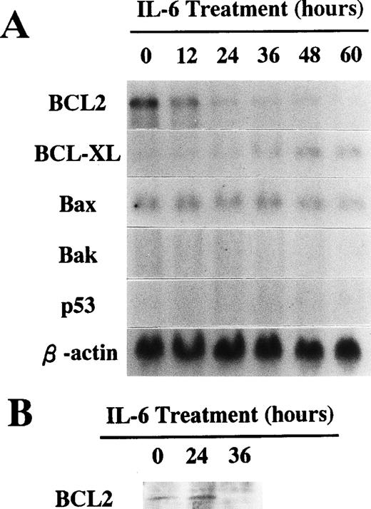 Fig. 5. (A) Expression of apoptosis-related genes during culture with IL-6. 1A9-M cells were cultured with 20 ng/mL of IL-6 for the indicated time periods. Total RNAs were isolated and subjected to Northern blot analysis using the cDNAs of BCL2, BCL-XL, Bax, Bak, p53, and β-actin as probes. (B) Expression of BCL2 protein during culture with IL-6. 1A9-M cells were cultured with 20 ng/mL of IL-6 for the indicated periods. Whole cellular lysates were obtained and subjected to Western blot analysis using an antimouse BCL2 antibody.