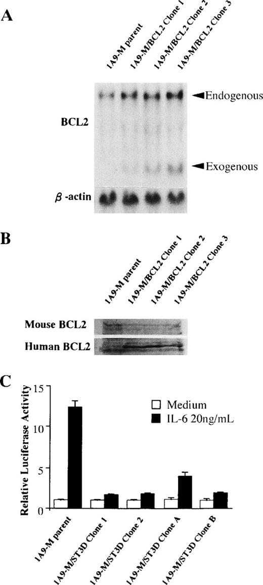 Fig. 6. Expression of BCL2 gene in 1A9-M/BCL2 clones and effects of a dominant-negative form of Stat3 in 1A9-M/ST3D clones. (A) Total RNAs from parent 1A9-M or 1A9-M/BCL2 clones were isolated and subjected to Northern blot analysis using the cDNAs of BCL2 and β-actin as probes. (B) Whole cellular lysates were obtained from parent 1A9-M or 1A9-M/BCL2 clones and subjected to Western blot analysis using antimouse BCL2 or antihuman BCL2 antibody. (C) Parent 1A9-M cells and 1A9-M/ST3D (clone 1, 2, A, B) were electroporated with 30 μg of a reporter plasmid containing 4× APRE together with 30 μg of pRL-CMV-Rluc. The cells were serum-starved for 12 hours and then stimulated with 20 ng/mL IL-6 for 5 hours. The relative firefly luciferase activities were calculated by normalizing transfection efficiency according to the renilla luciferase activities. The results are shown as the mean ± SD of triplicated experiments. (□) Unstimulated; (▪) 20 ng/mL IL-6.