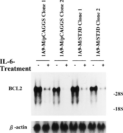 Fig. 7. A dominant-negative form of Stat3 did not inhibit IL-6–induced repression of BCL2 mRNA expression. 1A9-M cells transfected with either a control vector (1A9-M/pCAGGS clone 1 and 2) or a pCAGGS-Neo-HA-Stat3D plasmid (1A9-M/ST3D clone 1 and 2) were cultured with or without 20 ng/mL IL-6 for 24 hours. Total RNAs were isolated and subjected to Northern blot analysis using cDNAs of BCL2 and β-actin as probes.