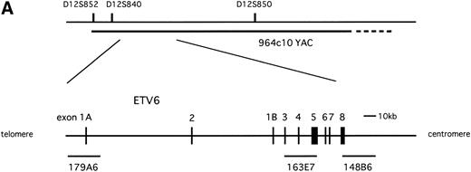 Fig. 1. (A) Physical map surrounding ETV6. The cosmid and YAC probes used in FISH analysis are shown underneath. (B) Schematic representation of t(12;15)(p13;q25) and inv(12)(p13q15) detected in the leukemic cells. Circles on the right indicate localization of probes detected in FISH analysis.
