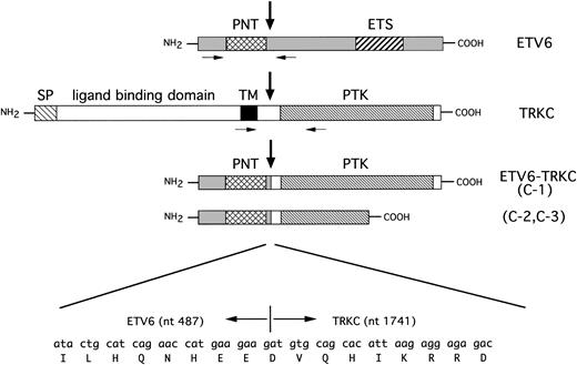 Fig. 3. Schematic representation of ETV6, TRKC, and predicted ETV6-TRKC protein. Extracellular and transmembrane domain of TRKC is replaced by PNT domain of ETV6 as the result of t(12;15). C-1 chimeric transcript encodes the complete sequence of the PTK domain, but in C-2 and C-3, the 3′-terminal 462 bp of TRKC is truncated within the PTK domain. Nucleic acid and amino acid sequences surrounding the breakpoint are shown beneath. Vertical arrows indicate the breakpoint. Primers used for RT-PCR are indicated with small arrows. SP, putative signal peptide; TM, transmembrane domain; PTK, protein-tyrosine kinase domain; PNT, pointed domain; ETS, ETS binding domain.