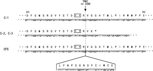 Fig. 7. Nucleotide and deduced amino acid sequence of the PTK domain of ETV6-TRKC chimeric genes detected in t(12;15)-positive AML (C-1, C-2, and C-3) and congenital fibrosarcoma (CFS). In C-2 and C-3, 3′-terminal 462 bp was truncated within the PTK domain at nucleotide position (nt) 2288 of TRKC, followed by 2 unrelated amino acids and TGA stop codon originating from the intron sequence of TRKC. The number shown above is the amino acid residue in C-1. The nucleotide and deduced amino acid sequence of the 42-bp sequence inserted in the kinase domain in CFS are also indicated. The solid box shows the tyrosine residues (YY) corresponding to the putative major autophosphorylation sites ofTRKC.