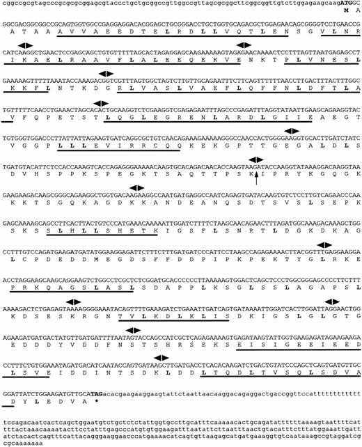 Fig. 1. Sequences of the human FOP gene. A full-lengthFOP cDNA clone is shown with the predicted amino acid sequence of an open reading frame. Leucine residues that may correspond to a novel type of leucine-rich motifs are in bold. Putative -helices are underlined. Arrowheads indicate exon/intron boundaries. The arrow corresponds to the t(6;8) breakpoint. The asterisk indicates the stop codon.