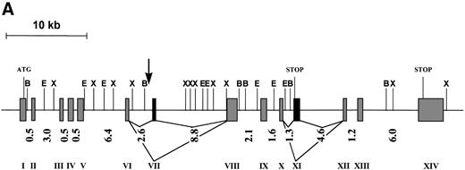 Fig. 2. (A) Schematic representation of the genomic structure of the FOP gene. All exons are represented in the 5′ to 3′ order of genomic DNA: shaded and solid boxes represent constant and alternatively spliced exons, respectively. Arabic and roman numbers indicate the size in kilobases of introns and the position of exons, respectively. The arrow indicates the breakpoint. Restriction enzyme sites are BamHI (B), EcoRI (E), andXba I (X). (B) Similarities of the deduced human FOP protein (Hs) with EST protein translation from Mus musculus (Mm),Danio rerio (Dr), Leishmania major (Lm), andOryza sativa (Os). Shading indicates common (boxed) and similar amino acid residues. Numbers at the top of each alignment indicate amino acid positions in FOP. Asterisks show conserved leucine residues.